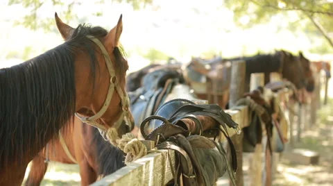 Horses in the stall Stock Footage 65313988
