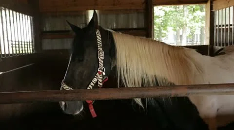 Horses in Stalls 스톡 동영상 21789091