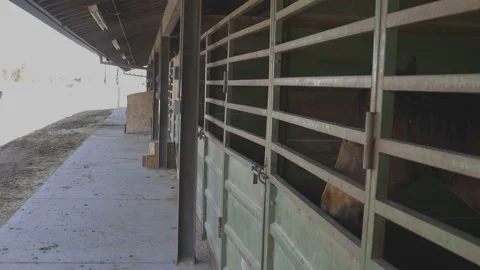 Horses in stalls Stock Footage 199128588