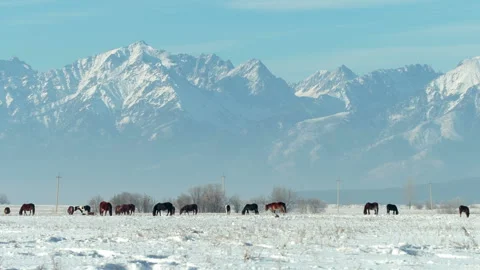 Horses stand on the background of mountains Stock Footage 87770644