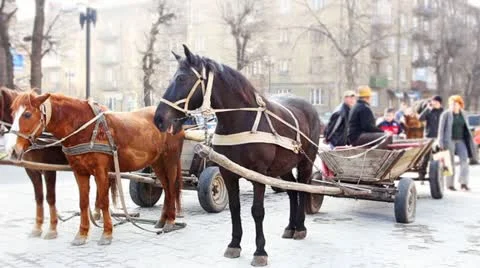 Horses Stand Stock Footage 11177204