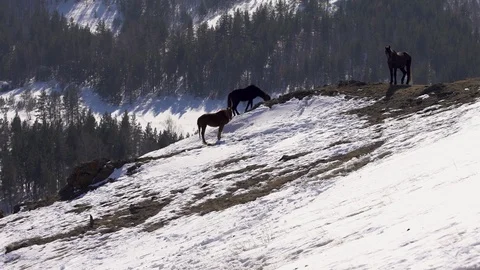 Horses stand on a hill Video stock 126054333