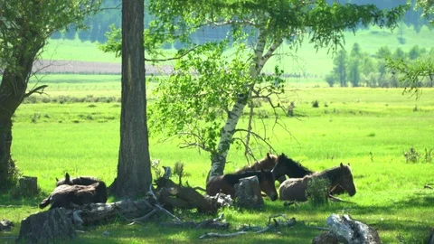 Horses stand in a shadow of trees. Mountain area. Stock Footage 91720040