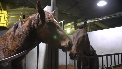 Horses stand in stable resting after racing on nature Stock Footage 215607022