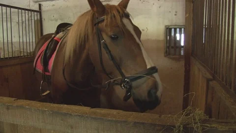 Horses stand in the stables, close-up Stock Footage 76123516