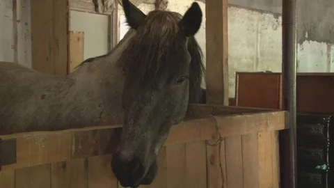 Horses stand in the stables, close-up Stock Footage 76123683