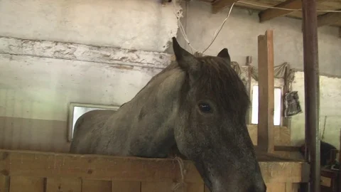 Horses stand in the stables, close-up Stock Footage 76123835