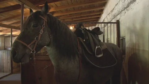 Horses stand in the stables, close-up Stock Footage 76123914