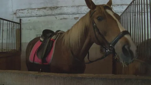 Horses stand in the stables, close-up Stock Footage 76124015