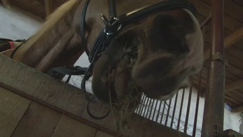 Horses stand in the stables, close-up Stock Footage 76124217