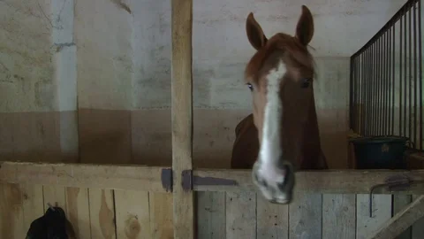 Horses stand in the stables, close-up Stock Footage 76124405