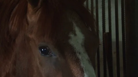 Horses stand in the stables, close-up Stock Footage 76124592