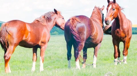 Horses Standing And Staring At The Camera Stock Footage 50746327