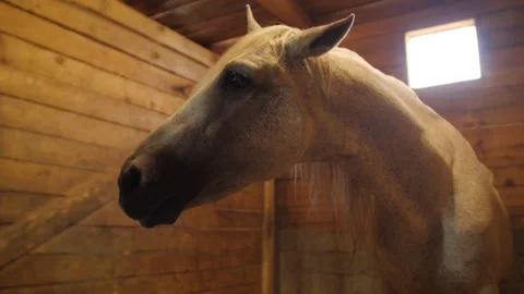 Horses standing in corral close-up. pt. Stock Footage 203574532