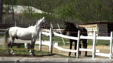 Horses standing in a corral Stock Footage 132992580