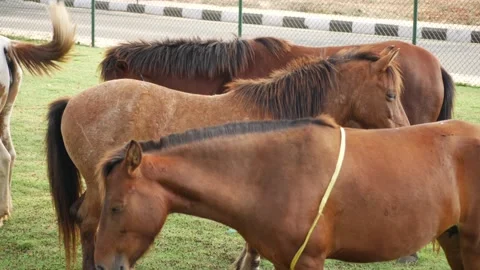 Horses standing in a field Stock Footage 147675510