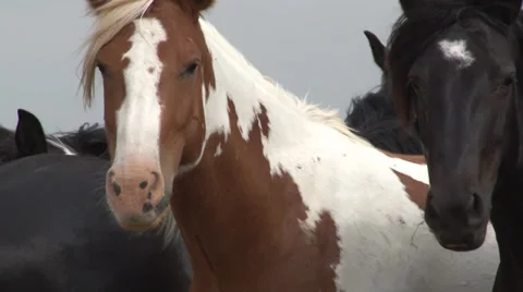 Horses Standing Stock Footage 36278976