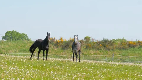 Horses standing in high grass, long mane Видео 129507367