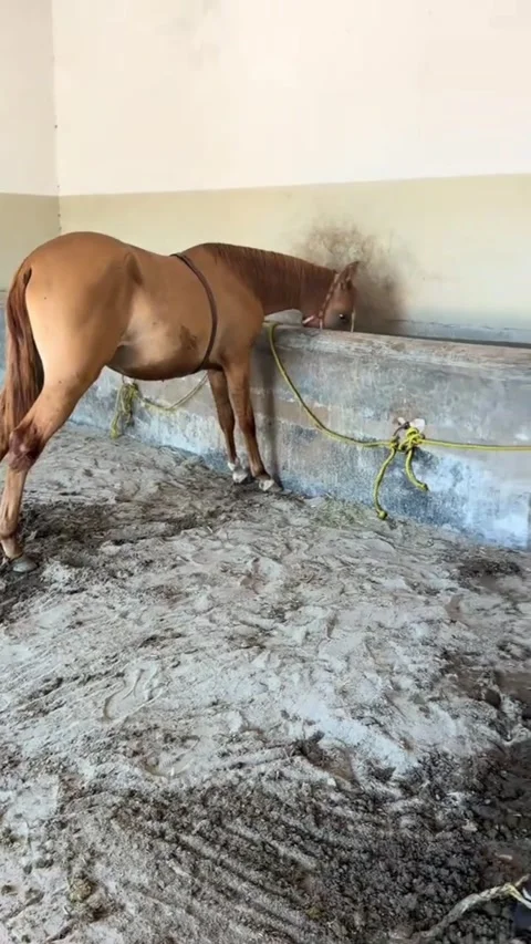 Horses Standing at Manger in Stable Stall. Vídeos de archivo 334304833