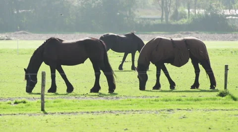 Horses standing on a ranch. Stock Footage 43808714