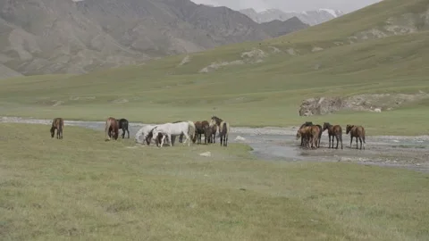 Horses standing in shallow river in an alpine valley, Kel-Suu, Kyrgyzstan Видео 347243077