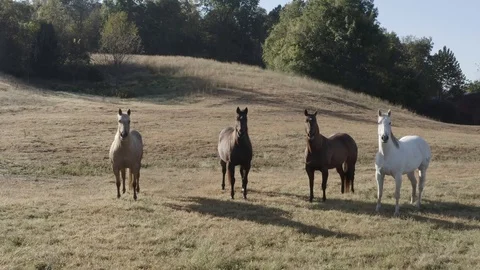 Horses - Standing - Slow Push Stock Footage 119345233