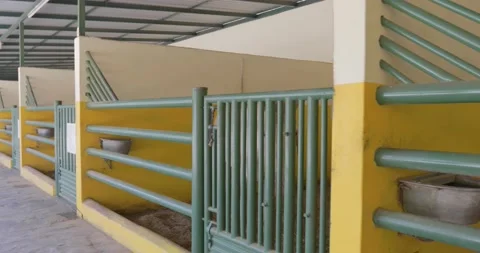 Horses standing in the stalls Stock Footage 159565377