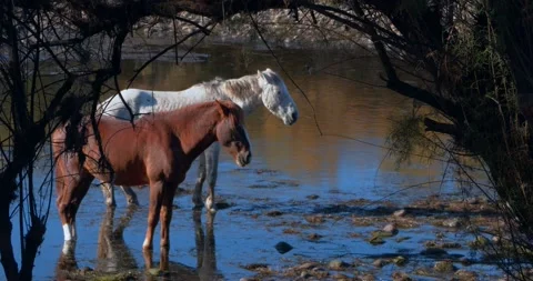 Horses standing still Stock Footage 166812585