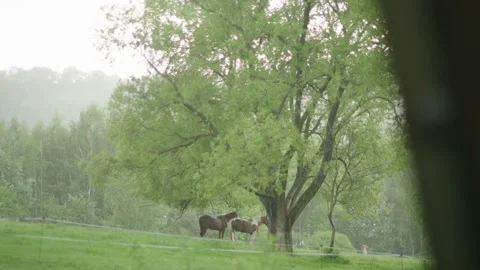 Horses standing under the tree, rainy morning in Carpathian Mountains Stock Footage 237457178