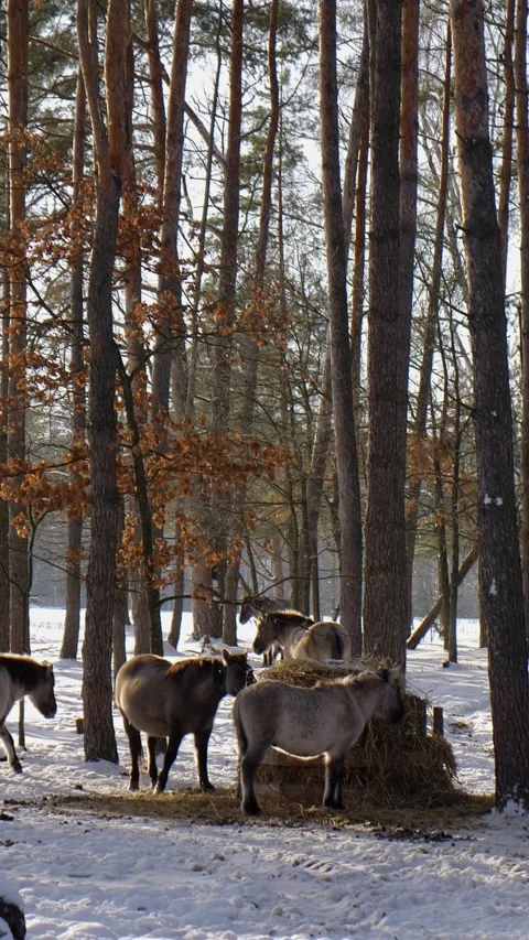 Horses stands at a feeder and eats hay in the middle of a snowy pine forest Stock Footage 326774636