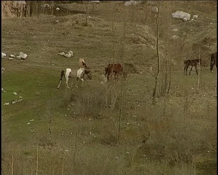 Horses in the steppe Vídeo Stock 925537