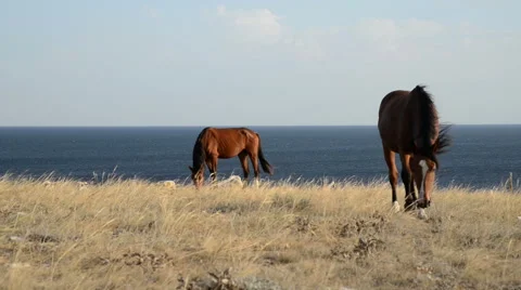 Horses in steppe Stock Footage 39997731