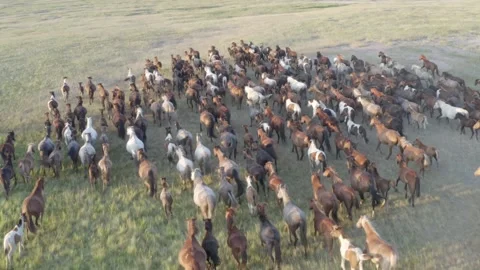 Horses In The Steppe Stock Footage 151762193