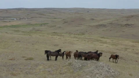Horses in the steppe Stock-Footage 247331968