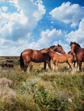 Horses in the steppe Stock Photos