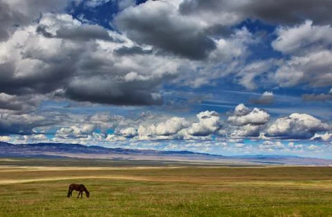 Horses in steppe under cloudly sky Foto stock