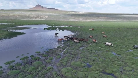 Horses in the Steppes Stock Footage 335357859