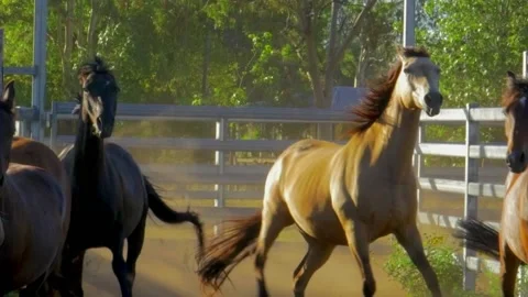 Horses in stockyard Stock Footage 168387904