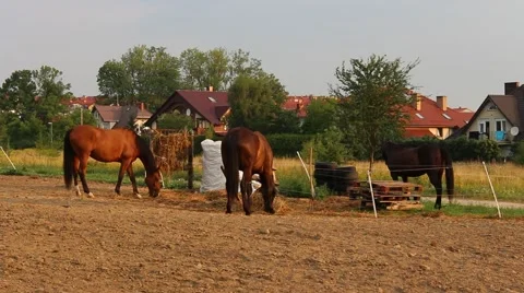 Horses in a stud and paddock Stock Footage 55058529
