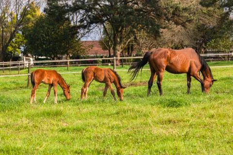 Horses Stud Farm Stock Photos