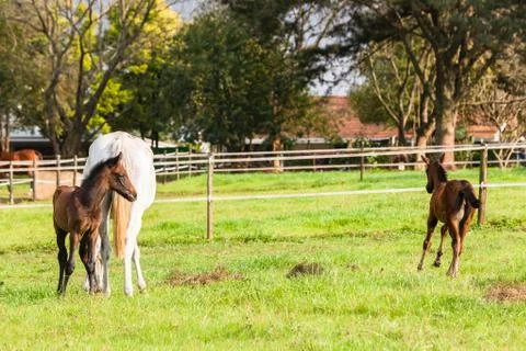 Horses Stud Farm Stock Photos