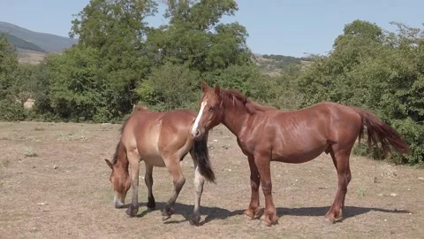 Horses with Subtle Mane Movement in Northern Spain’s Mountains - 170 Video stock 310323570