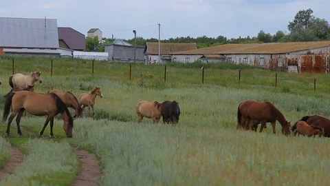 Horses on summer pasture Stockbeeldmateriaal 78990294