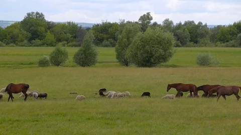 Horses on summer pasture Stock Footage 78990782
