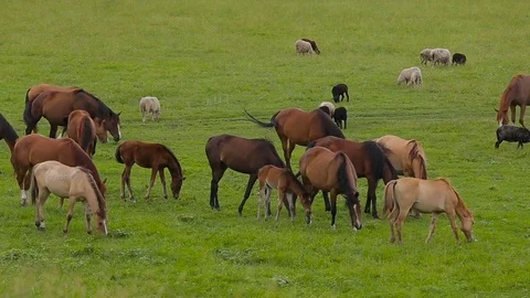 Horses on summer pasture Video stock 78991072