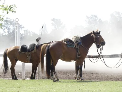 Horses in the sun Stock Photos