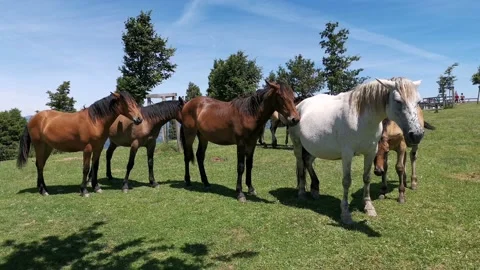 Horses sunbathing while resting in the meadow Stock Footage 134610698