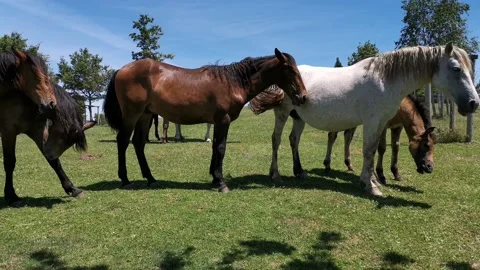 Horses sunbathing while resting in the meadow Stock Footage 134610799