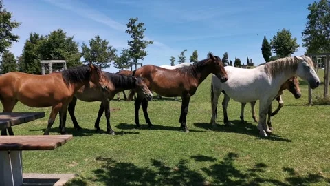 Horses sunbathing while resting in the meadow Stock Footage 134610874