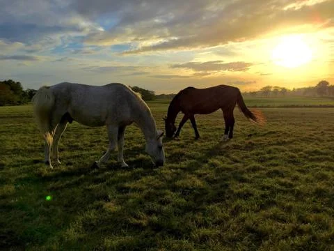 Horses at Sundown Stock Photos